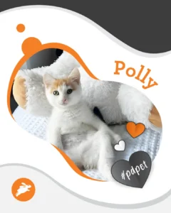A white and orange kitten named Polly sits upright on a bed, next to a stuffed animal and beneath a pet wall adorned with heart shapes, with the hashtag #pdxpet on the photo.