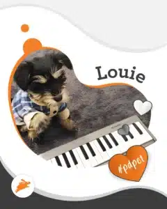 A small black and brown dog wearing a plaid shirt sits on a gray rug next to a keyboard, ready for his photo on the pet wall. The text reads "Louie" and "#pdpet" with orange and gray heart graphics.