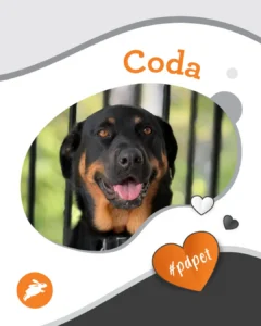 A black and tan dog with a happy expression sits in front of a pet wall fence. The name “Coda” and the hashtag “#pdpet” are displayed on the image with heart graphics.