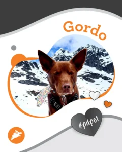 A brown dog named Gordo stands outdoors in front of snow-covered mountains, wearing a harness and a colorful bandana. Heart shapes, "#pdpet," and a pet wall of memories decorate the image.