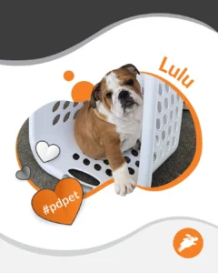 A brown and white bulldog puppy sits in a white laundry basket, perfect for your pet wall. Orange and gray heart graphics and the text "Lulu" and "#pdpet" are included.