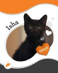A black kitten with wide eyes sits facing forward, surrounded by heart shapes and the text "Isha," "#pdpets," and "pet wall" on a stylized background.