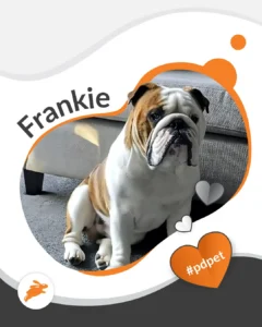 A bulldog named Frankie sits on a carpeted floor next to a couch, with graphic heart shapes, the hashtag #pdpet, and a stylish pet wall in the background.