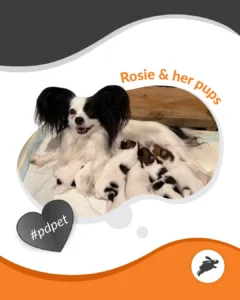 A black and white dog named Rosie is lying down nursing a litter of puppies on a white mat, perfect for your pet wall. The text reads "Rosie & her pups" with a heart labeled "#pdpet".