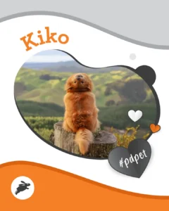 A fluffy brown dog sits on a tree stump outdoors with hills in the background. Text reads "Kiko" and "#pdpet" with heart and paw graphics—perfect for your pet wall decor.
