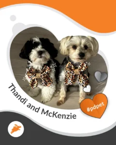 Two small dogs wearing matching leopard print bowties sit side by side on a floor, framed by graphic elements and labeled “Thandi and McKenzie.” Perfect for your pet wall! #pdpet.