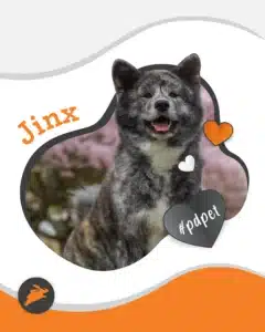 A fluffy, brindle-coated dog named Jinx sits outside, surrounded by heart shapes and the hashtag #pdpet in a decorative pet wall frame.