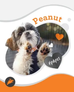 A Shih Tzu dog named Peanut raises its paws, wearing a blue sweater. The image features orange and white hearts, the text hashtag "#pdpet," and makes an adorable addition to any pet wall.