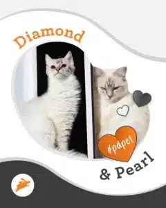Two light-colored cats, Diamond and Pearl, are sitting next to each other by a pet wall. The image features heart shapes, the hashtag #pdpet, and a rabbit logo in the corner.