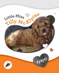 A small brown curly-haired puppy lies on a cushion, ready for your pet wall. Text reads "Little Miss Tilly McAlpine" and "#pdp et" with heart and paw graphics.