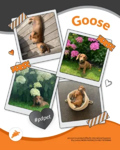 A brown dachshund named Goose is featured in four photos perfect for a pet wall—lounging on a deck, sitting by pink flowers, beside white flowers, and curled up in a dog bed.