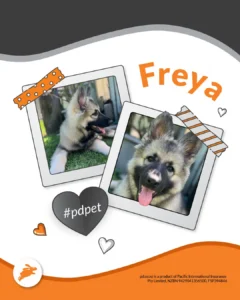 Two photos of Freya, a German Shepherd puppy, lying on grass and sitting with her tongue out, ready for your pet wall. Decorative tape and hearts add a playful touch to these sweet moments. #pdpet.