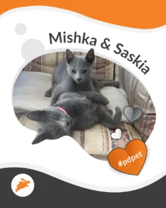 Two gray cats, one lying on its back and the other sitting upright, rest on a striped cushion in front of a cozy pet wall. Text reads "Mishka & Saskia" with a heart-shaped "#pdpet" tag.