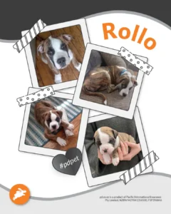 A collage of four photos shows a dog named Rollo as a puppy and older, relaxing on wood and tile floors, and being held, with text "#pdpet" and a rabbit logo—perfect for your pet wall display.