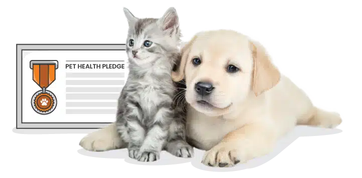 A gray tabby kitten and a yellow Labrador puppy sit in front of a certificate labeled "Pet Health Pledge" with a medal icon, celebrating world pet health month together.