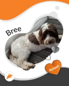 A white and brown dog named Bree is lying on a striped mat, surrounded by decorative hearts and relaxing beneath a cozy pet wall, with the hashtag #pdpet.