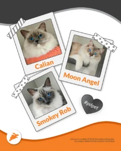 Three photos of blue-eyed cats—Calian, Moon Angel, and Smokey Rob—feature as charming pet wall decor with tape and #pdpet on a graphic for Pacific International Insurance. Perfect inspiration for your pet wall ideas!.
