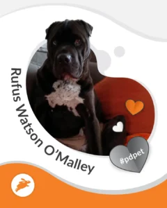 A large black dog with a white chest sits on an orange couch. The image is framed with the name "Rufus Watson O'Malley" and heart-shaped icons, creating perfect pet wall art and unique pet decor for any space.