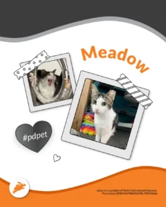 Two photos of Meadow, a white and grey cat, are taped to a pet wall with a heart labeled "#pdpet" and the Pacific International Insurance logo on a matching white and gray background.