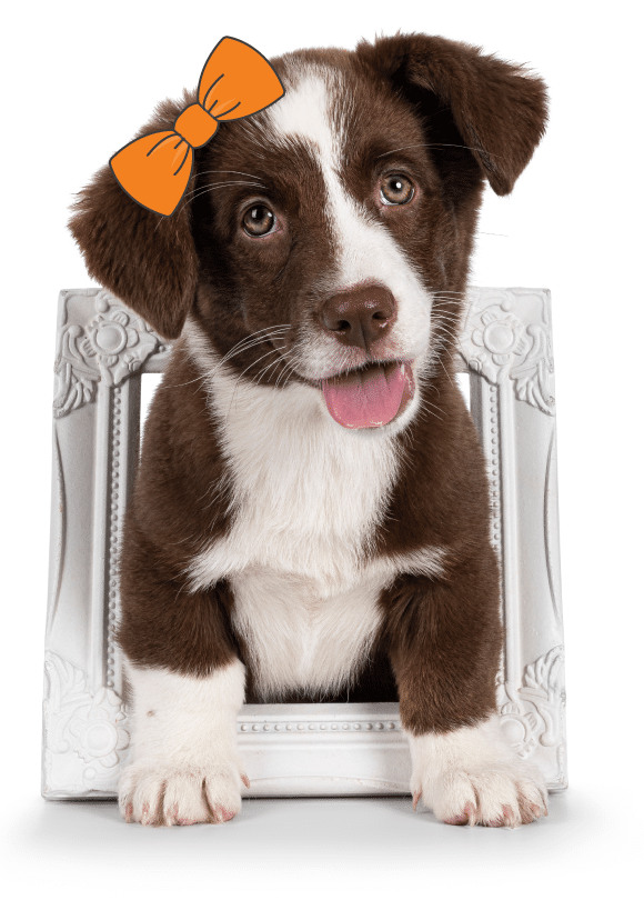 A brown and white puppy with an orange bow on its head sits in a white ornate picture frame, looking forward with its tongue out—perfect for adding charm to any pet wall.