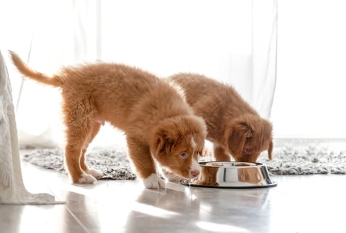 Two fluffy brown puppies stand on a light floor, with one sniffing near a shiny metal food bowl and the other eating from it—a sweet moment that highlights how to raise two puppies successfully while being mindful of littermate syndrome.