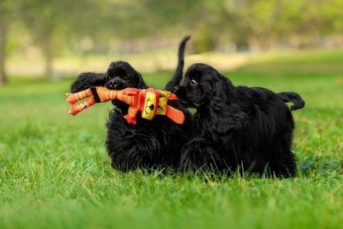 Two black puppies play together on grass, each holding onto a colorful orange and yellow toy in their mouths—a playful moment that highlights the joys and challenges of how to raise two puppies successfully.
