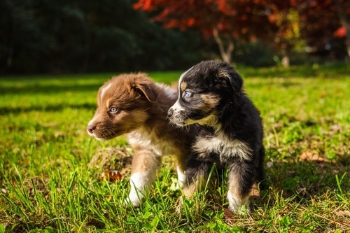 Two puppies, potential littermate syndrome cases, stand side by side on green grass in a sunlit setting, framed by autumn trees.