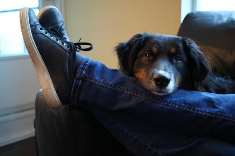 A dog rests its head on a person's crossed legs while they sit on a dark sofa in a room filled with natural light—a cozy scene that brings to mind the relaxing balance of pet work and downtime.