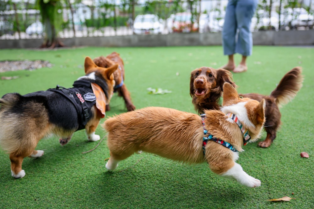 Three small dogs play together on green artificial grass outdoors while a person stands nearby in the background, perhaps contemplating the balance of pet work and play.