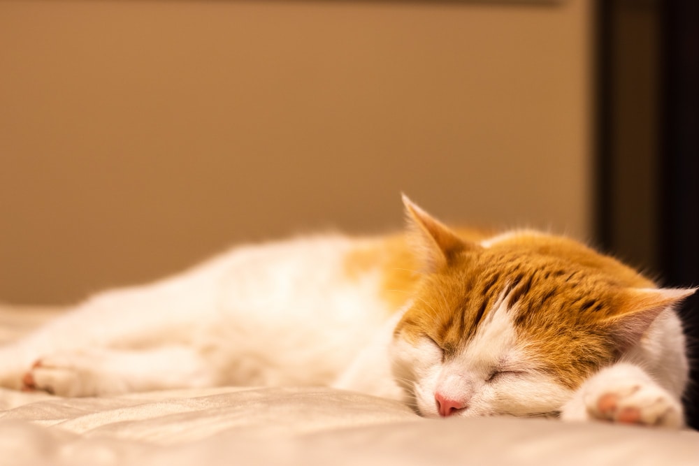 A white and orange cat is lying on its side, sleeping on a soft, light-colored surface indoors—a peaceful reminder for anyone wondering, "Should I get a cat if I work full time?.
