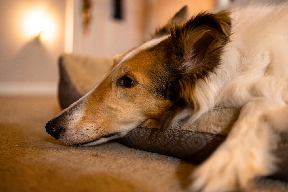 A brown and white dog lies on its side on a dog bed, resting its head and looking relaxed indoors—a perfect companion for those balancing pet work or wondering, "Should I get a cat if I work full time?.