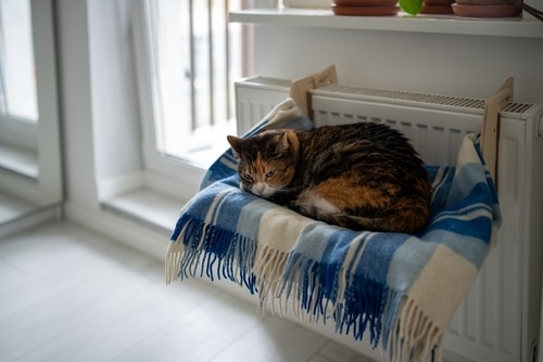 A tabby cat with bronchitis is curled up on a blue and white blanket placed over a radiator-mounted hammock in a bright room.