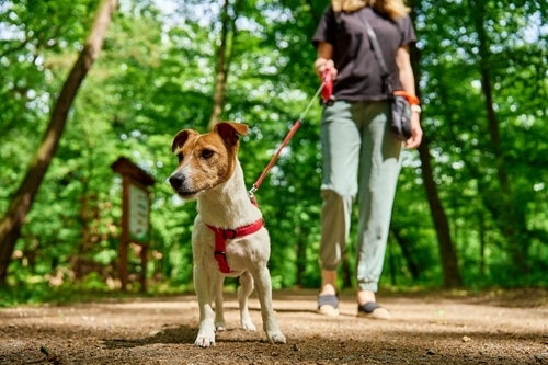 A person walking a small dog on a leash along a forest path, following pet regulations, with trees and sunlight in the background.
