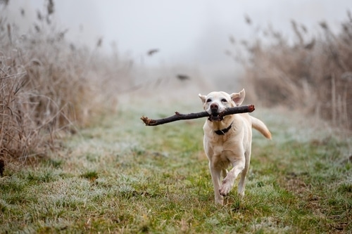 A yellow Labrador retriever with bronchitis in dogs runs on a grassy path carrying a large stick in its mouth, with tall grass and fog in the background.