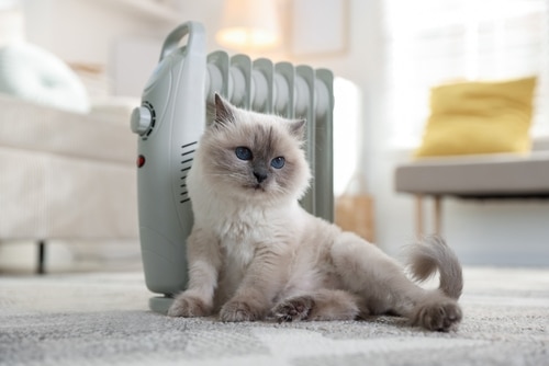 A fluffy, light-colored cat with rhinitis in cats sits on a carpeted floor in front of a portable radiator heater in a sunlit living room.