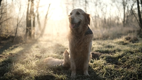 A golden retriever wearing a bandana sits on frosty grass in a sunlit, wooded area, enjoying the crisp air—despite mild rhinitis in dogs, he’s ready for adventure.