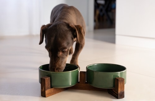 A brown dog enjoys a meal from a green bowl on a wooden stand indoors, next to an empty matching bowl—perfect for serving your favorite bone broth recipe.