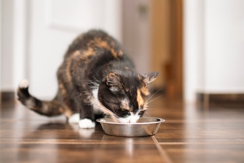 A calico cat is eating from a metal bowl on a tiled floor indoors, savoring a delicious bone broth recipe.