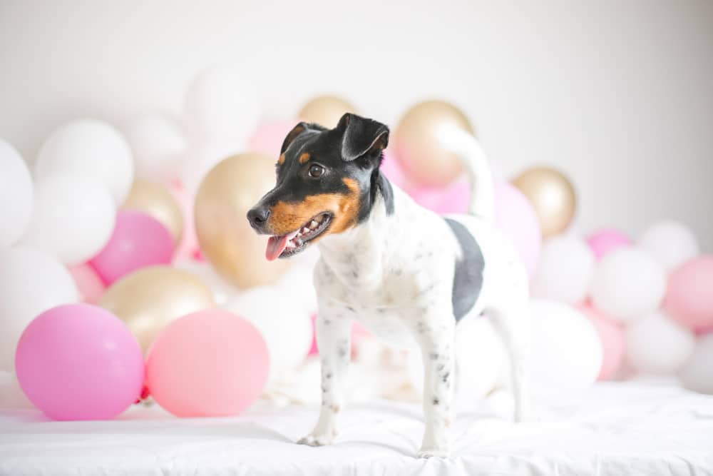 A small black, white, and brown dog stands on a white surface in front of pink, gold, and white balloons—perfect for Pet People who want to celebrate their furry friend with six year pet insurance peace of mind.
