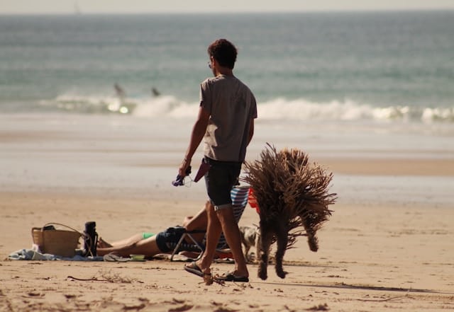 A man walks a Komondor, a distinctive Hungarian Sheepdog, on a sandy beach while two people relax on the sand near the ocean.