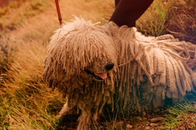 A Hungarian Sheepdog, also known as a Komondor, with long, corded fur stands on grass next to a person's legs, a leash attached to its collar.
