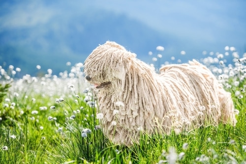A Komondor, also known as the Hungarian Sheepdog, with long, corded fur stands in a grassy field dotted with white wildflowers, mountains rising in the background.