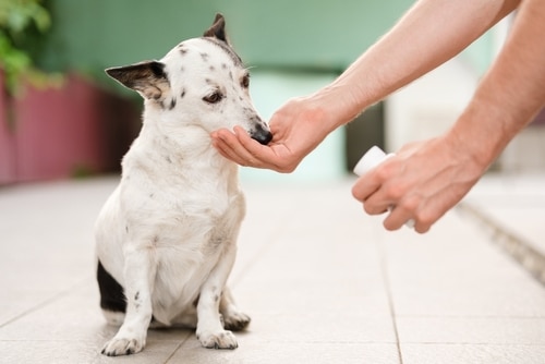 A person applies ointment or medicine to the nose of a small white and black dog sitting on a tiled floor.