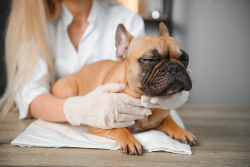 A veterinarian wearing gloves examines a French Bulldog lying on a table with its eyes closed, following a puppy worming guide to help protect your pup’s health.