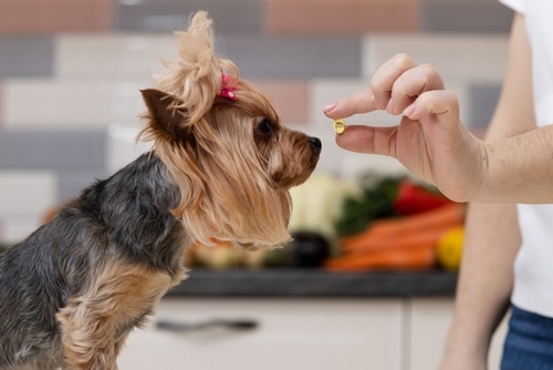 A person holds a yellow pill in front of a small brown dog with a pink bow, in a kitchen with vegetables in the background.
