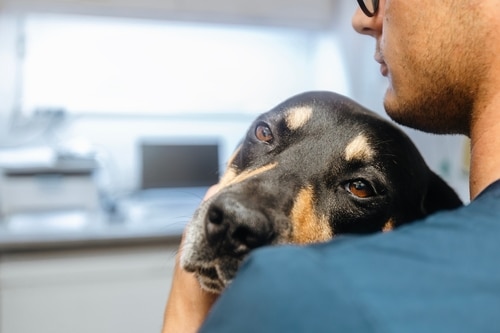 A person in a blue shirt holds a black and tan dog closely in a veterinary clinic setting, ensuring puppy health during a regular checkup.