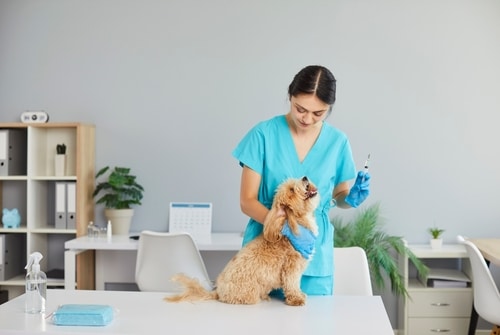 A veterinarian in blue scrubs prepares to give an injection to a small dog on an examination table, ensuring puppy health and protection during a routine clinic visit.