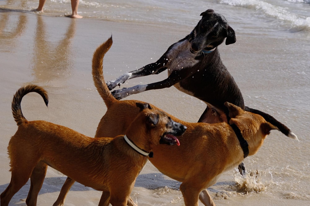 Three dogs play energetically in shallow beach water, with one black dog jumping while two brown dogs watch.