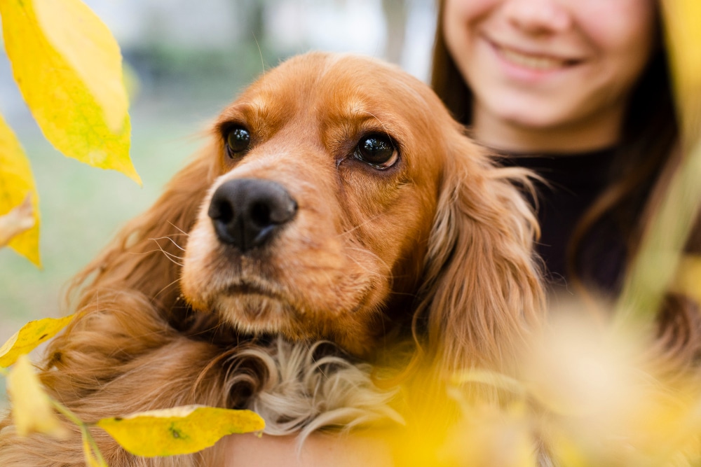 A person holds an English Cocker Spaniel dog outdoors near yellow leaves. The dog, showcasing the classic features of the English Cocker Spaniel breed profile, looks ahead while the person smiles in the background.
