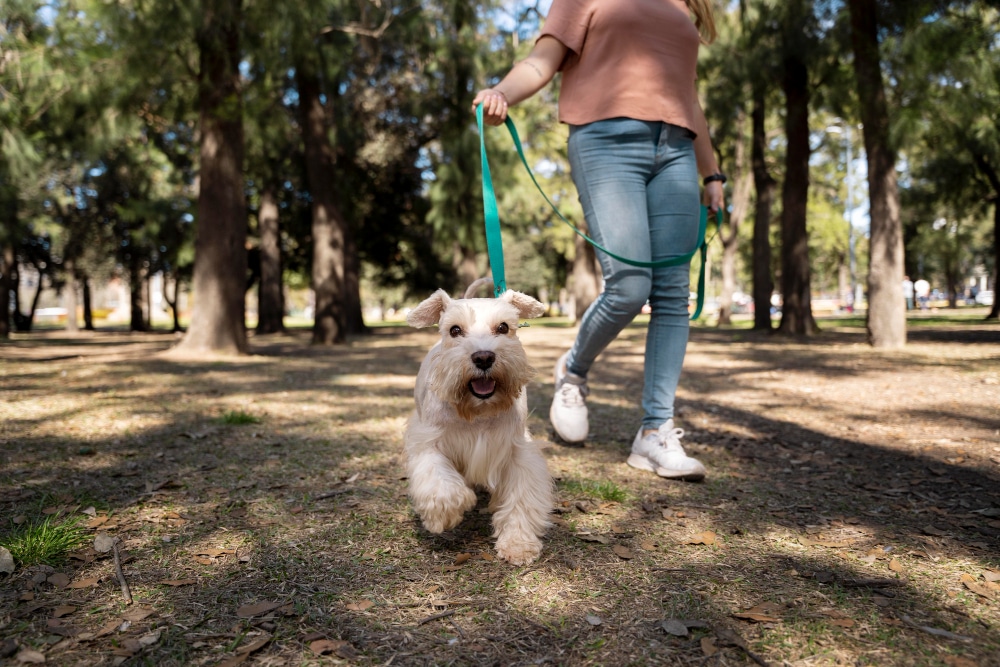 A small white dog on a leash is being walked by a person in casual clothes through a wooded park area with sunlight filtering through the trees, as they enjoy reading dog behaviour and responding to their pet’s cues along the way.